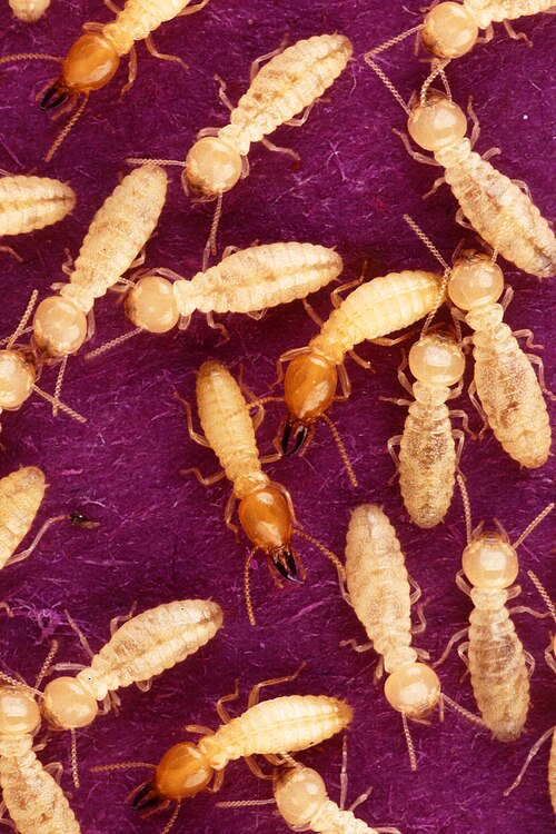 500Px Coptotermes Formosanus Shiraki Usgov K8204 7