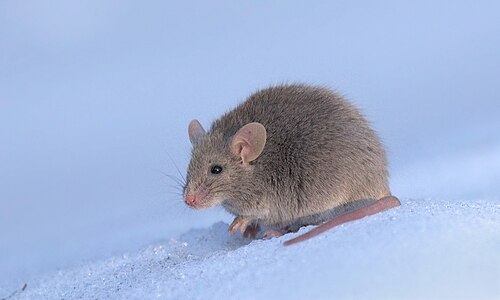 500Px Домовая Мышь Mus Musculus Москва