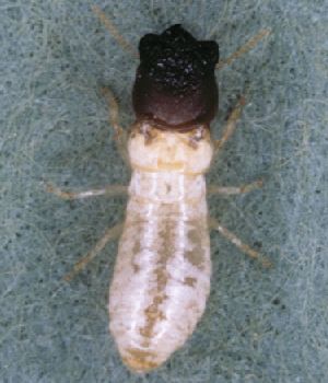 Cryptotermes Brevis