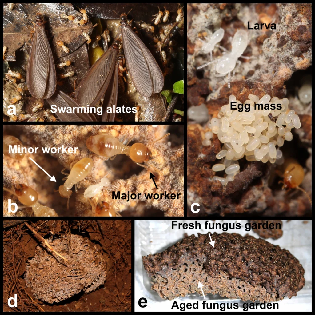 Major Components Of Odontotermes Formosanus Agriculture