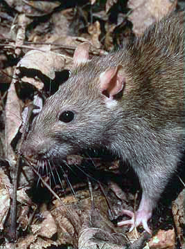 Rattus Norvegicus 1
