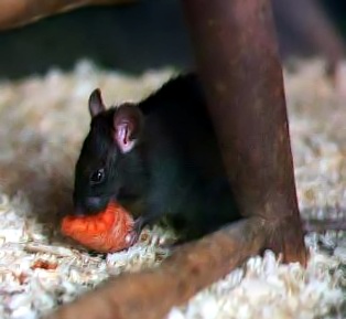 Rattus Rattus03