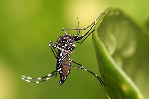 台灣常見蚊子種類｜埃及斑蚊、白線斑蚊特徵與登革熱傳染病說明