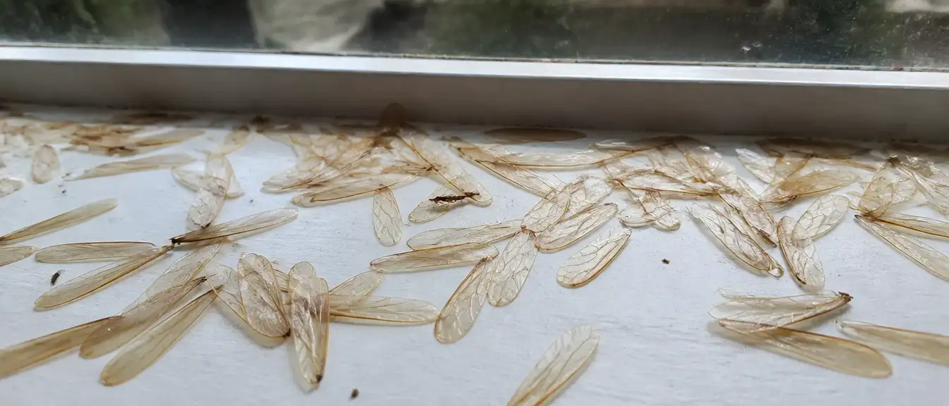 窗台上散落的白蟻翅膀，脫翅後的殘骸是白蟻分飛後最常見的直接證據