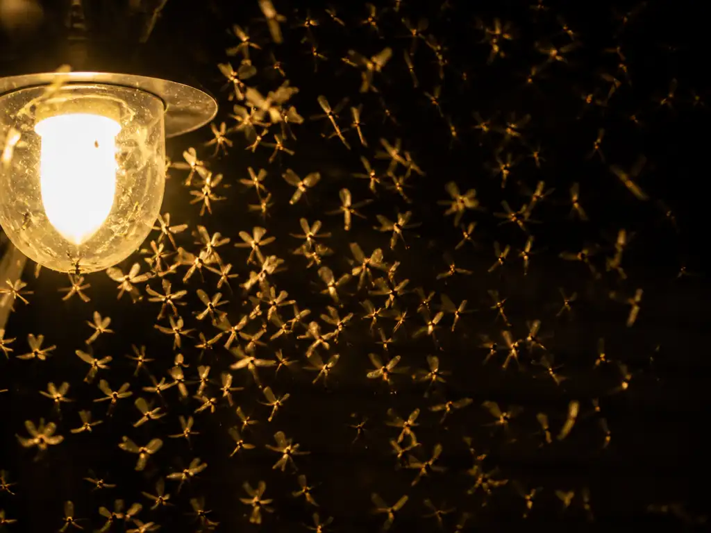 Pg-Blog-Flying-Termite-Season-Featured