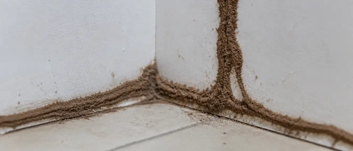 白蟻蟻道（泥管）沿牆角延伸是住家白蟻入侵最典型的跡象之一