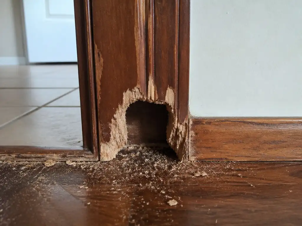 Pg-Blog-Rodent-Entry-Points-Featured