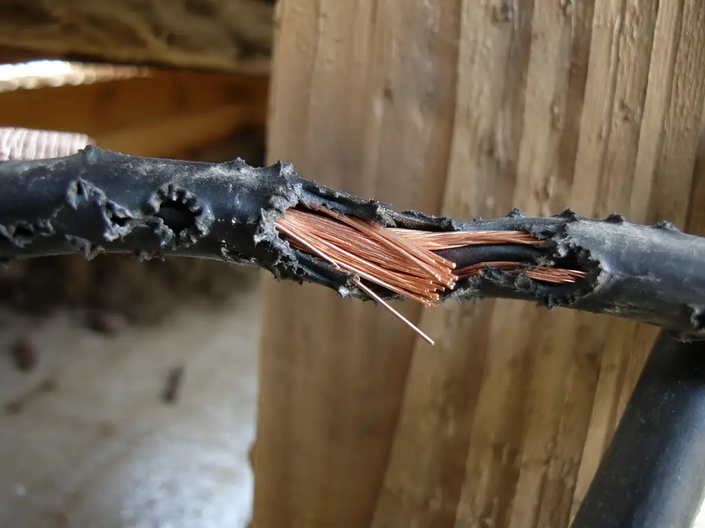 Pg-Blog-Rodent-Wire-Damage-Fire-Featured