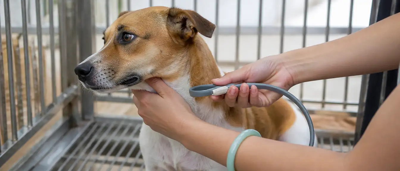 東亞裔飼主為寵物犬進行除蚤護理，寵物的驅蚤處理必須和環境施藥同步