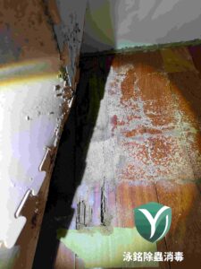 【南投除白蟻推薦】別等木地板變空心粉末!老屋、山區必看防蟻攻略,這家竟有5年保固? 3 木地板白蟻嚴重蛀蝕