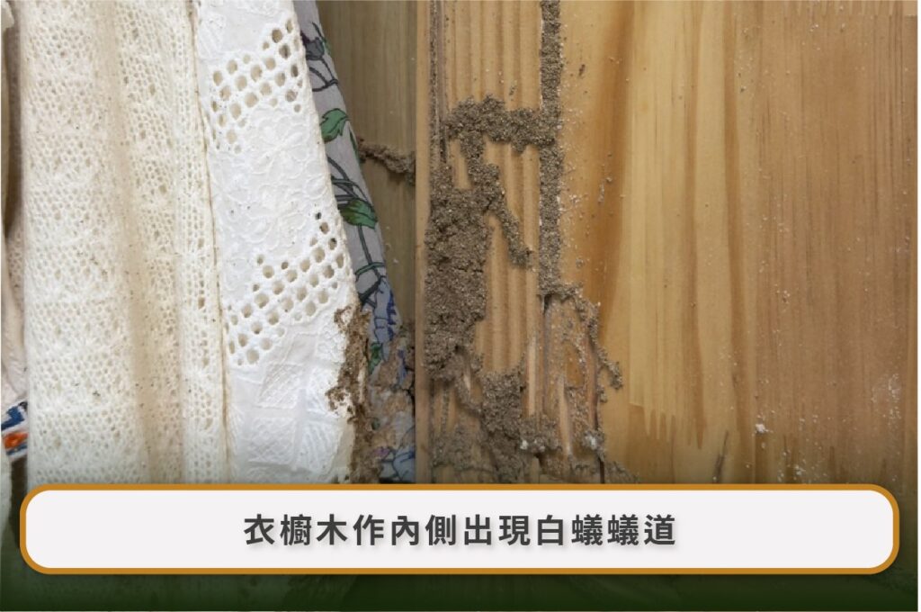 白蟻防治後還看到飛蟻正常嗎?1–3 週觀察、藥劑回傳、蟻道佈點與復發判斷 2 Image 1