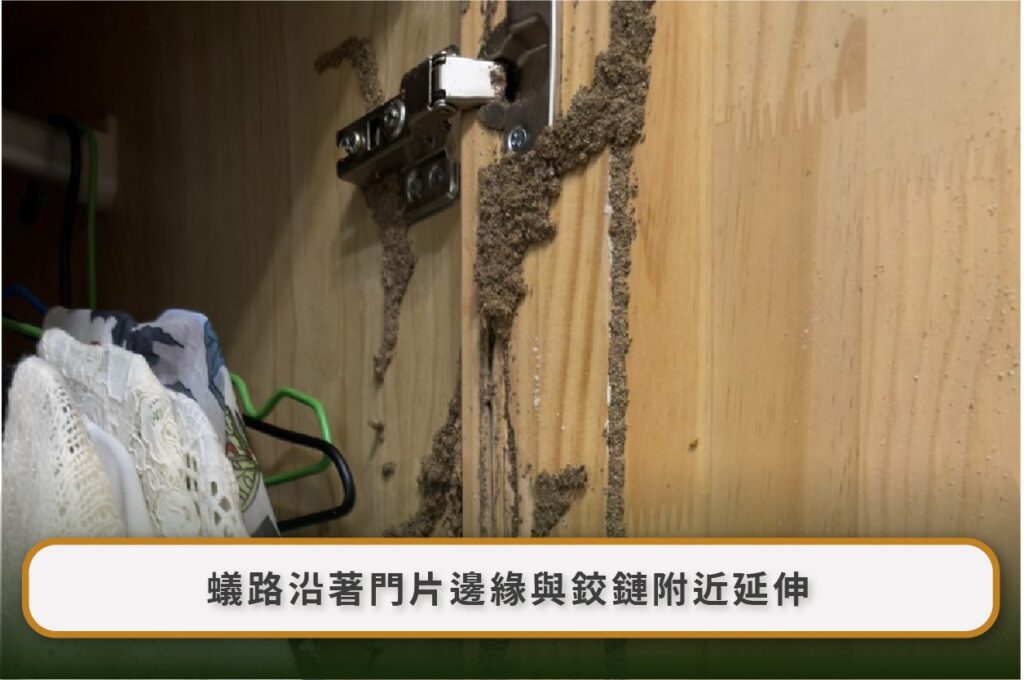 白蟻防治後還看到飛蟻正常嗎?1–3 週觀察、藥劑回傳、蟻道佈點與復發判斷 1 Image 5