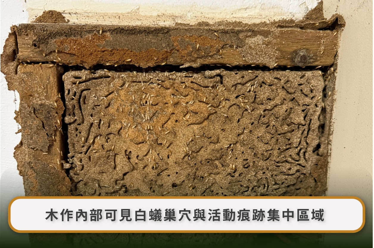 木作拆開後可見白蟻蟻道與活動痕跡集中在內部區域