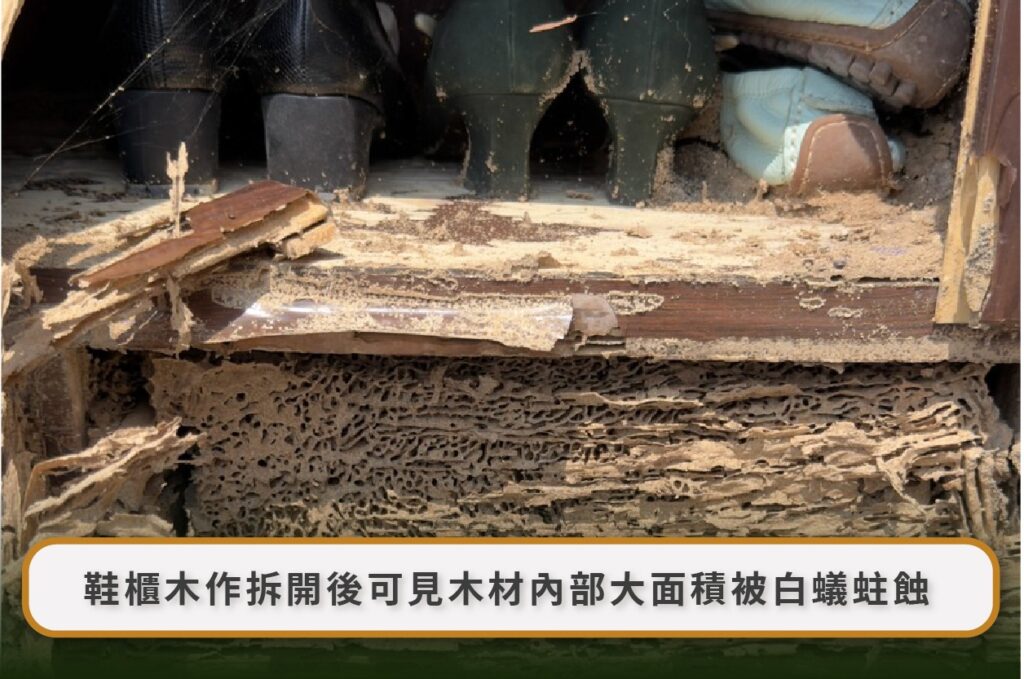 白蟻防治後還看到飛蟻正常嗎?1–3 週觀察、藥劑回傳、蟻道佈點與復發判斷 6 Image 9