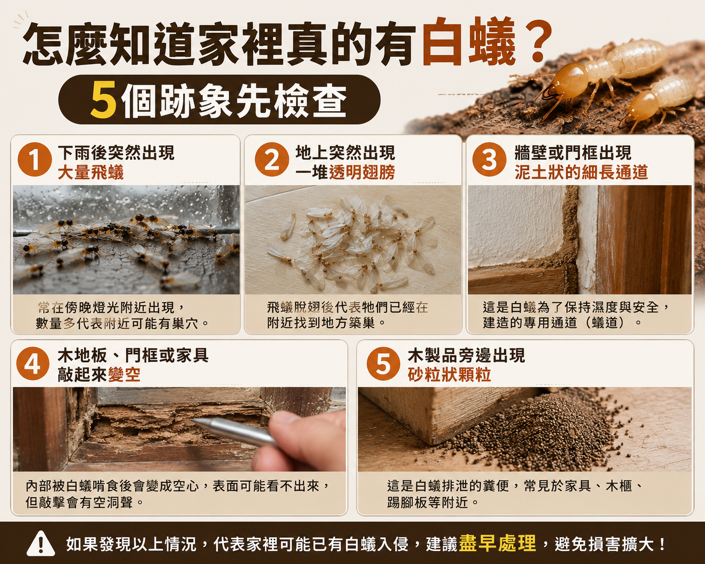 家裡有白蟻怎麼辦?5步驟徹底處理+Diy除白蟻與預防方法 1 怎麼知道家裡真的有白蟻?5個跡象先檢查