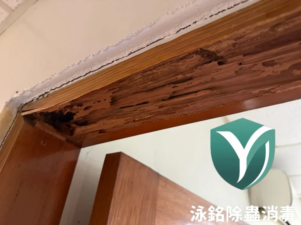 原本有白蟻,以為拆掉裝潢就沒事?重新裝潢後白蟻再次出 現|泳銘除蟲消毒專業防治案例 14 門框被白蟻侵蝕