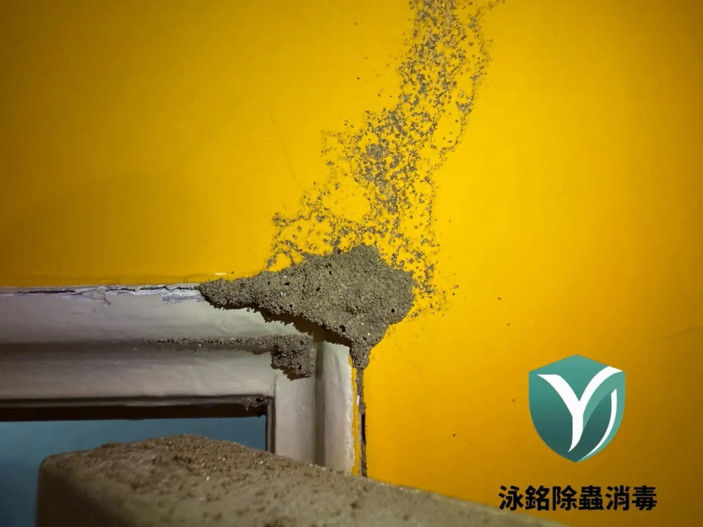 現場白蟻防治案例|白蟻早已遍布木作,拖延處理讓災情更加嚴重 16 門框有白蟻