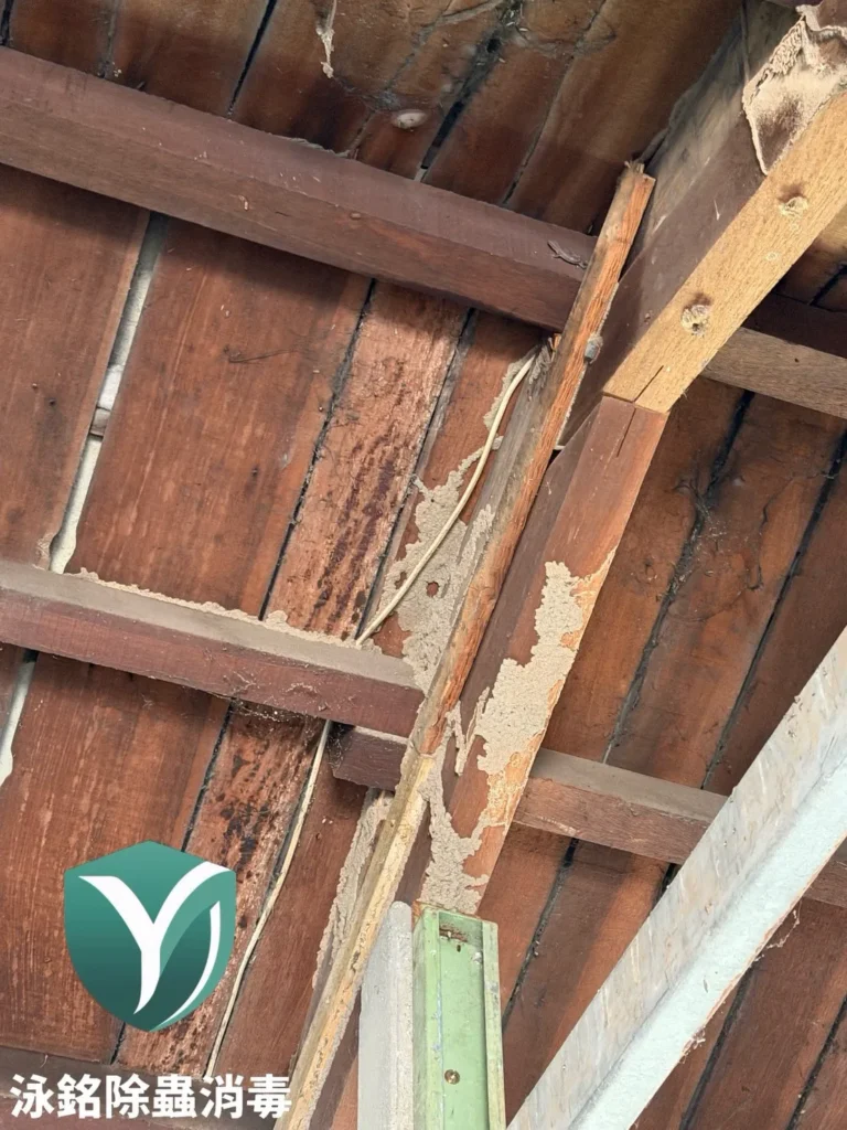 雞舍白蟻防治案例|多年反覆噴藥無效,白蟻持續危害雞舍結構 12 白蟻蟻道