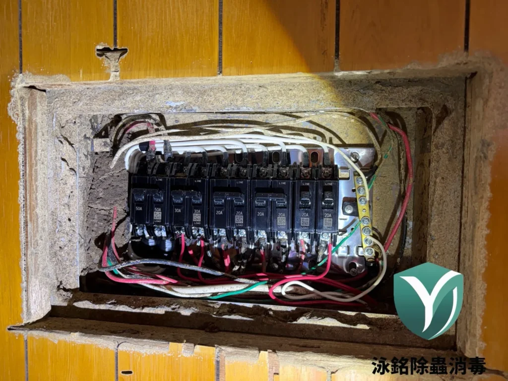 現場白蟻防治案例|白蟻早已遍布木作,拖延處理讓災情更加嚴重 15 電箱白蟻侵蝕