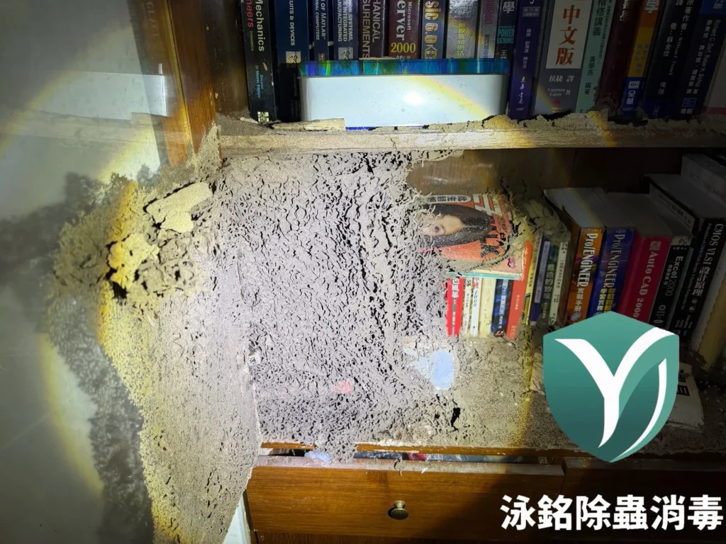 現場白蟻防治案例|白蟻早已遍布木作,拖延處理讓災情更加嚴重 13 書櫃被白蟻侵蝕1