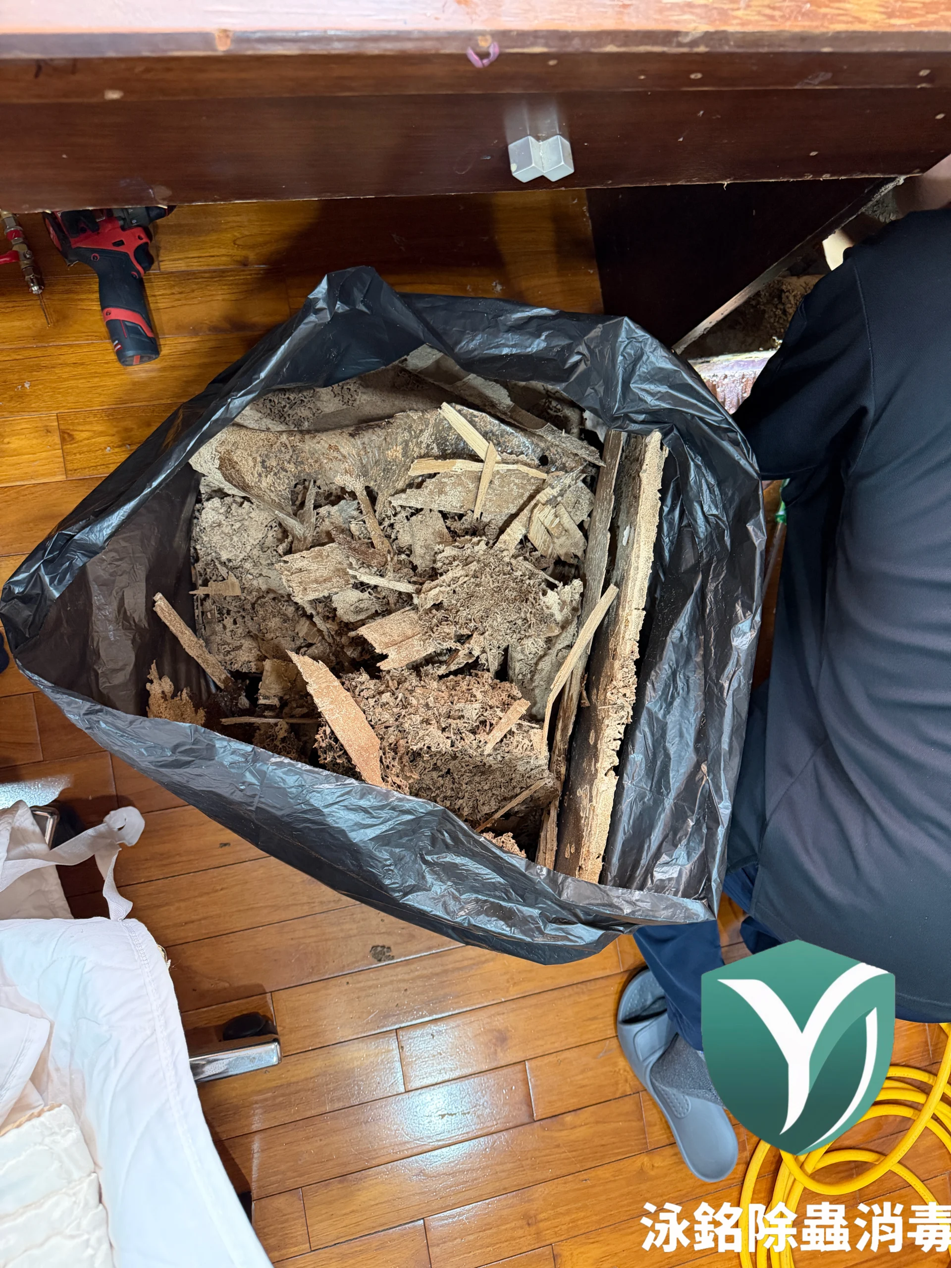 木地板 除白蟻清理中